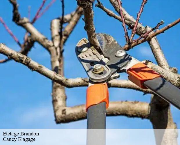 Etetage brandon-71520 Cancy Elagage
