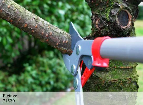 Etetage brandon-71520 Cancy Elagage