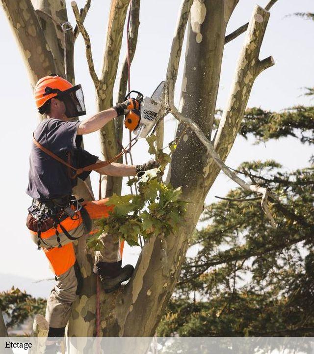 Etetage brandon-71520 Cancy Elagage