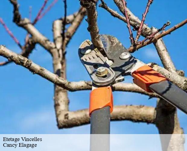 Etetage vincelles-71500 Cancy Elagage